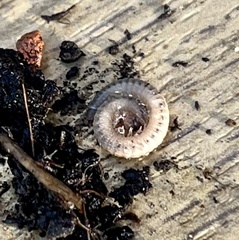 Ommatoiulus moreleti