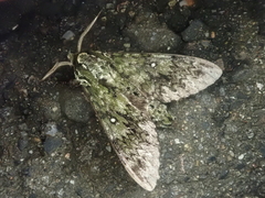 Dolbina tancrei