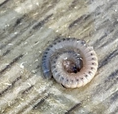 Ommatoiulus moreleti