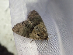 Cranionycta jankowskii