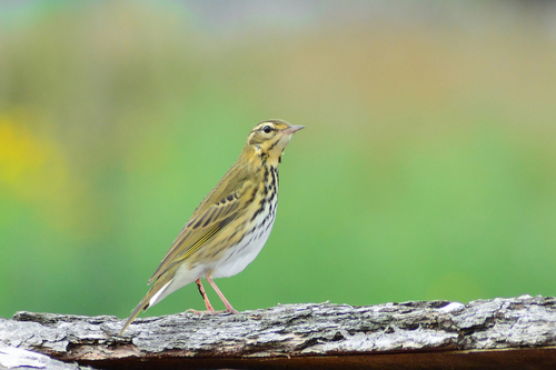 Pipit à dos olive