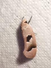 Acanthodela erythrosema