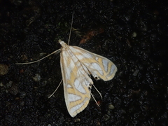 Elophila interruptalis