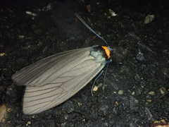 Macrobrochis staudingeri