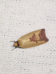 Ageletha