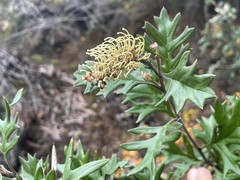 Grevillea willisii