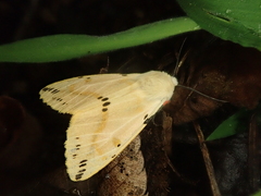 Spilarctia seriatopunctata