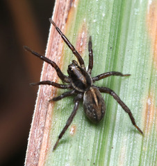 Artoriopsis