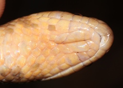 Stenorrhina degenhardtii