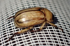 Anomala pallida