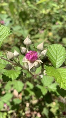 Rubus parvifolius