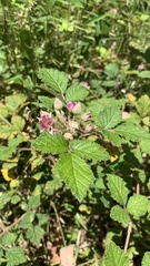 Rubus parvifolius