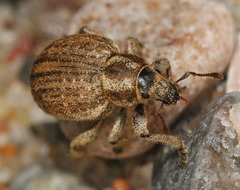 Philopedon plagiatum