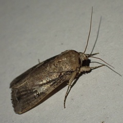 Spodoptera