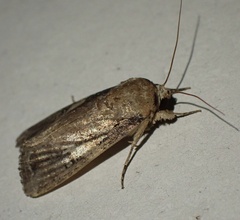Spodoptera