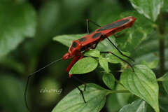 Macrocheraia grandis