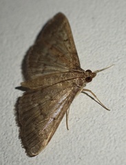 Herpetogramma
