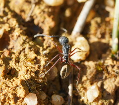 Camponotus suffusus bendigensis