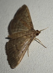 Herpetogramma