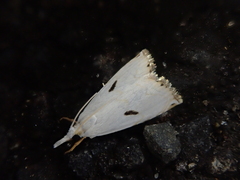 Calamotropha brevistrigella