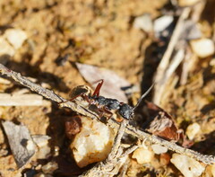 Camponotus suffusus bendigensis