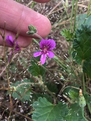 Pelargonium rodneyanum