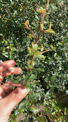 Ligustrum quihoui