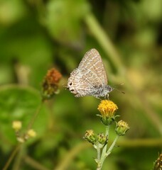 Theclinesthes onycha