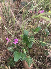 Pelargonium rodneyanum
