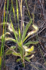Drosera hilaris