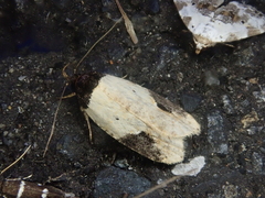Agonopterix costaemaculella