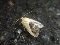 Maliattha chalcogramma