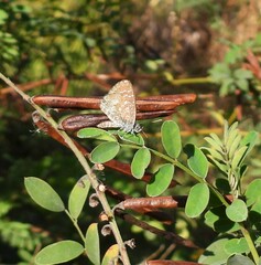 Theclinesthes serpentata