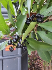Ardisia squamulosa