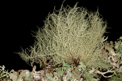 Usnea glabrescens