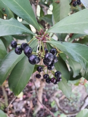 Ardisia squamulosa