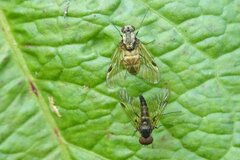 Chrysopilus cristatus