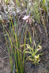 Drosera hilaris