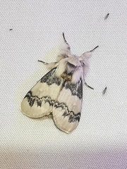 Iropoca rotundata