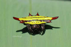 Gasteracantha diadesmia