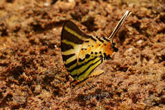 Graphium antiphates