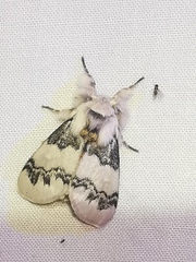 Iropoca rotundata