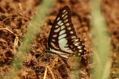 Graphium eurypylus