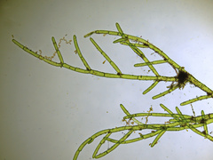 Cladophora laetevirens