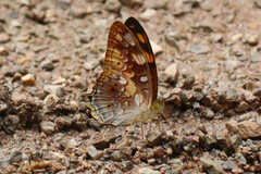 Vagrans sinha