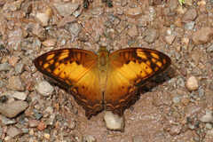 Vagrans sinha