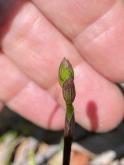 Cryptostylis subulata