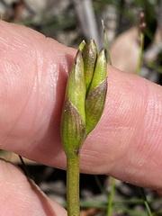 Cryptostylis subulata