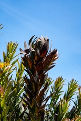 Protea coronata