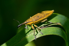 Lixus iridis